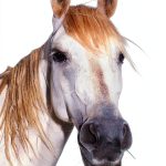 Track Betting Kindle Book English Edition Horse Racing Guide-0