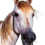 Bill Peterson Handicapper Series Kindle eBook Horse Racing-0