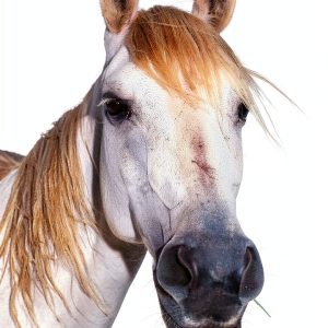 Handicapper Series Horse Racing Betting Kindle Book-0